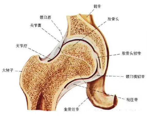 窝,但由于过度旋转其股骨头关节面中心发生改变 导致软骨 韧带损伤