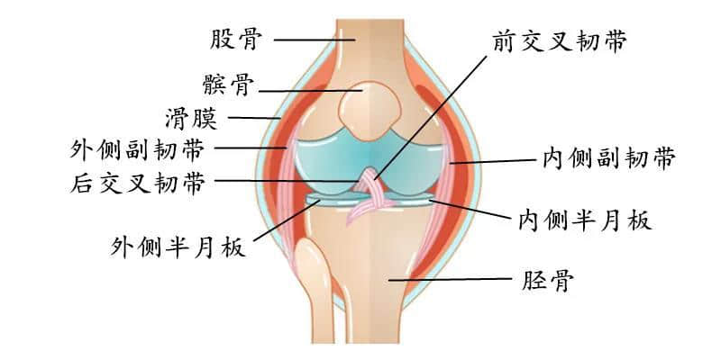 膝盖不同部位疼是什么病疼痛科医生告诉您